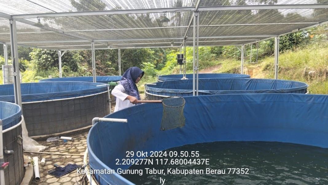 arek_berau's tweet photo. Selasa, 29/10/2024, kunjungan ke kelompok pelaku utama ; monitoring kegiatan usaha kolam terpal di Pokdakan Mericha Kp. Merancang Ilir Kecamatan Gunung Tabur 
#GiatLuhkansatminkaltegal
#Luhkanberau https://t.co/8VMvZnA5iX