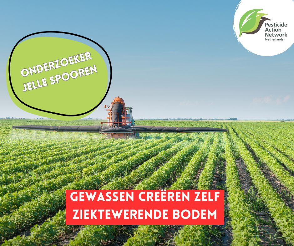 Onderzoek van Universiteit Utrecht toont aan dat gewassen zelf goed in staat zijn om een ziektewerende bodem te creëren. Het toont aan dat het gebruik van landbouwgif flink afgebouwd kan (moet) worden. 

nieuweoogst.nl/nieuws/2024/12…