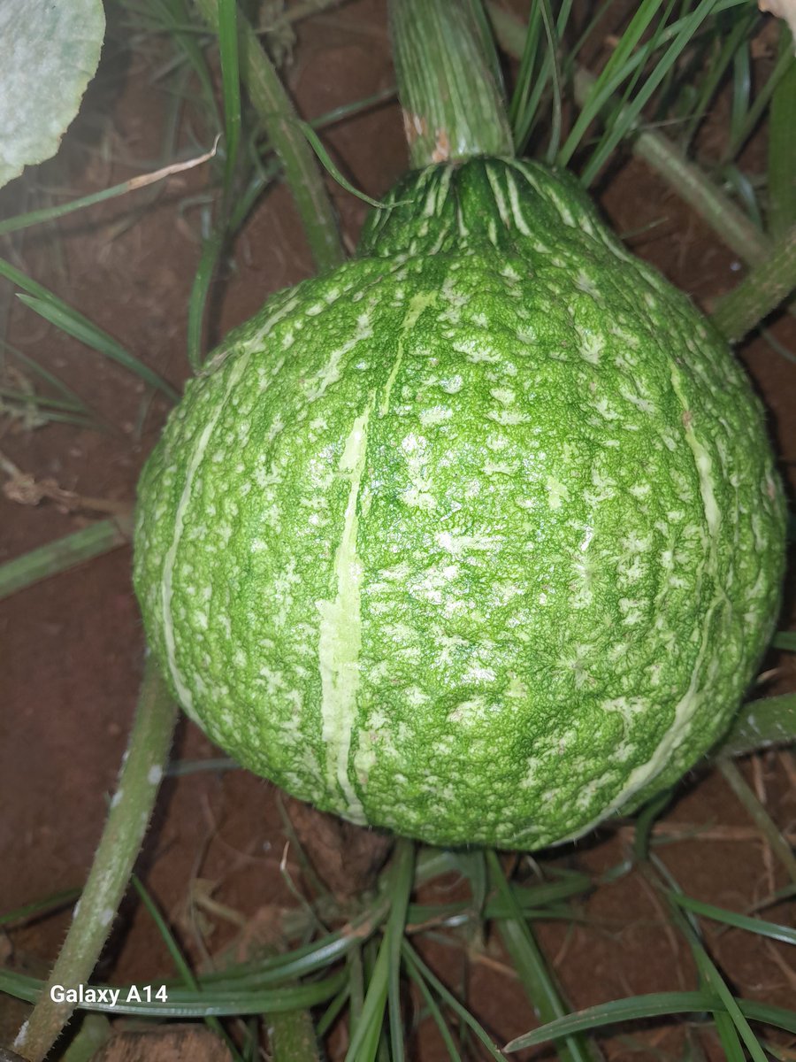 GoompyFresh's tweet image. Our pumpkins coming out nicely.