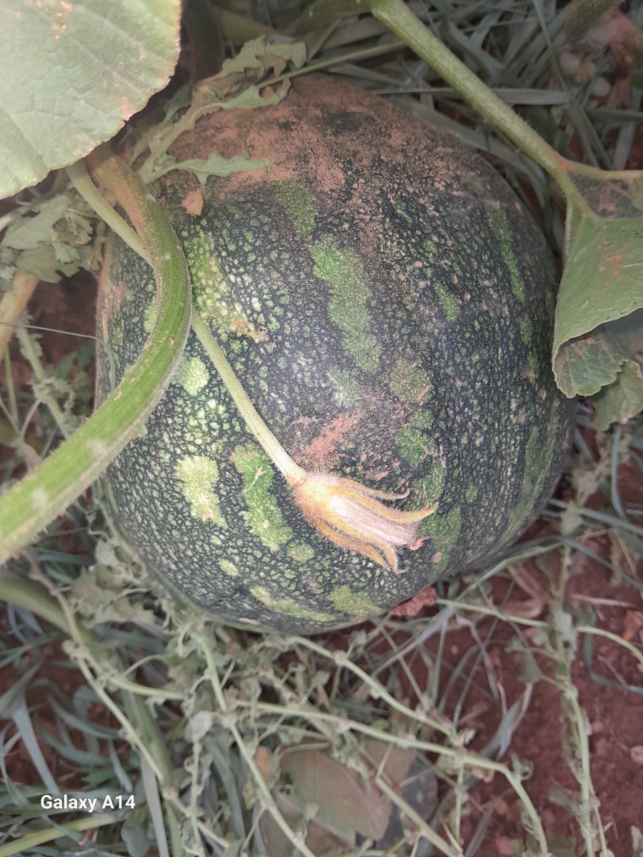 Our pumpkins coming out nicely.