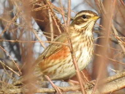 Especies identificadas en diciembre de 2024 en el Manzares: educa2.madrid.org/web/animalandi…