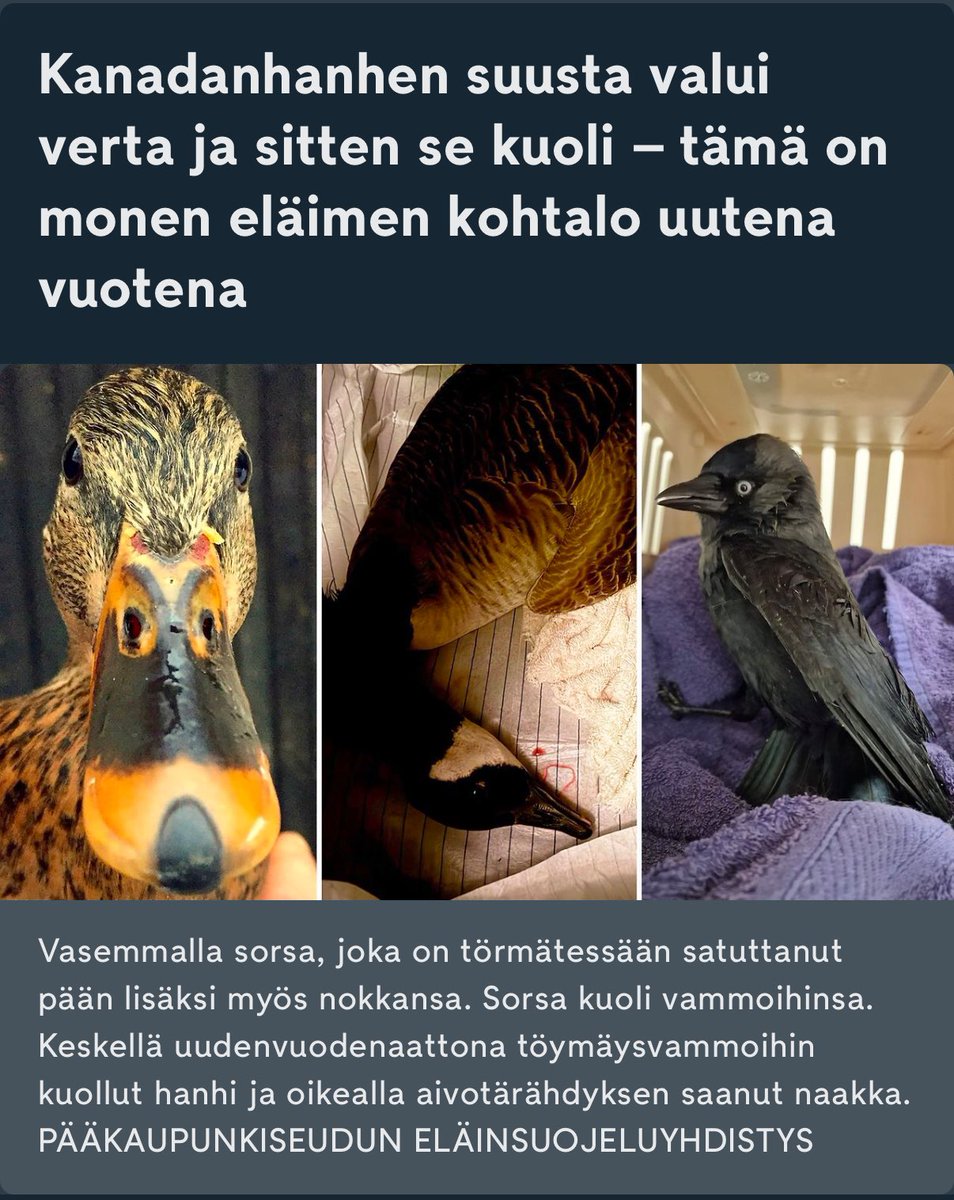 Toisen turhuushupi on toisen pelko, kärsimys ja kuolema!

<a href="/MTVUutiset/">MTV Uutiset</a> uutisoima uudenvuodenaaton ”ilo”tulitusten törmäyspotilaat:

-sorsayksilö RIP
-kanadanhanhiyksilö RIP
-naakkayksilö RIP (kuoli jälkikäteen)

#banfireworks 

<a href="/helsinki/">Helsingin kaupunki</a>  <a href="/HelsinkiKymp/">Kaupunkiympäristö</a> 
➡️ mtvuutiset.fi/artikkeli/kana…