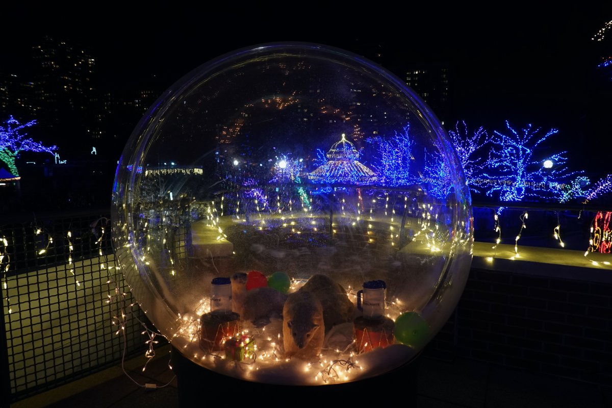Ooooh, let the light in 🎶

Haven't had the chance to see ZooLights Presented by ComEd and Invesco QQQ yet? It's not too late, we'll keep the lights on through January 5th. 

📸Barbara S.