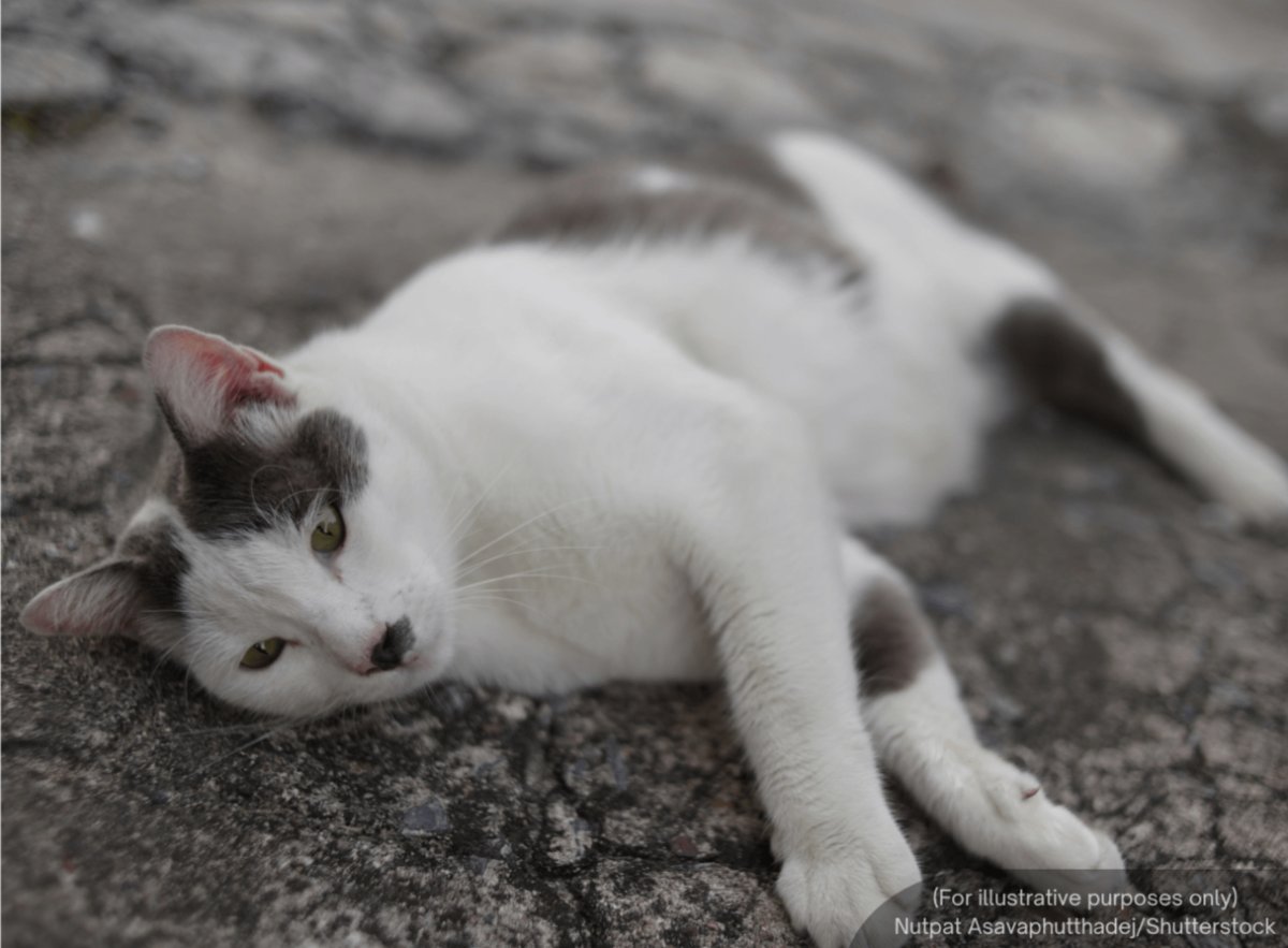 BFM News tweet media