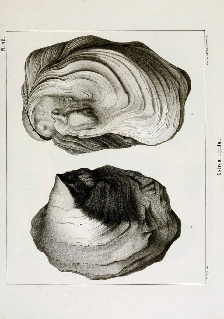 ilargioracle's tweet image. A las #perlas se las ha asemejado a las gotas de lluvia que imparten humedad y renovación a la tierra. 
La perla evoca lo que no se puede expulsar, la semilla del sufrimiento que recoge material vivo para revelar, con el tiempo,su significado hecho de perlas💧

#ilargioracle #art