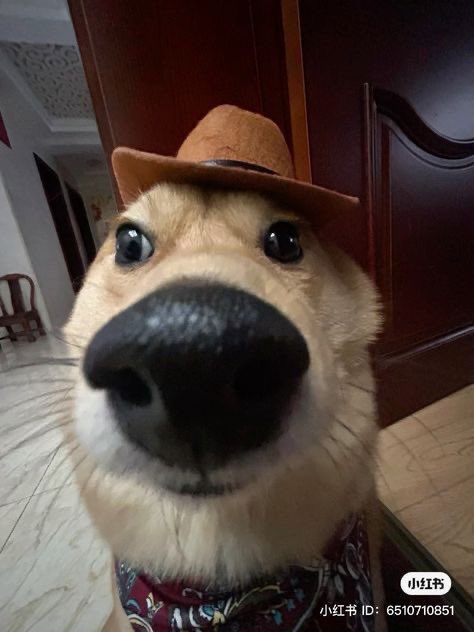 twaniimals's tweet photo. https://t.co/OzVgqhDPR7