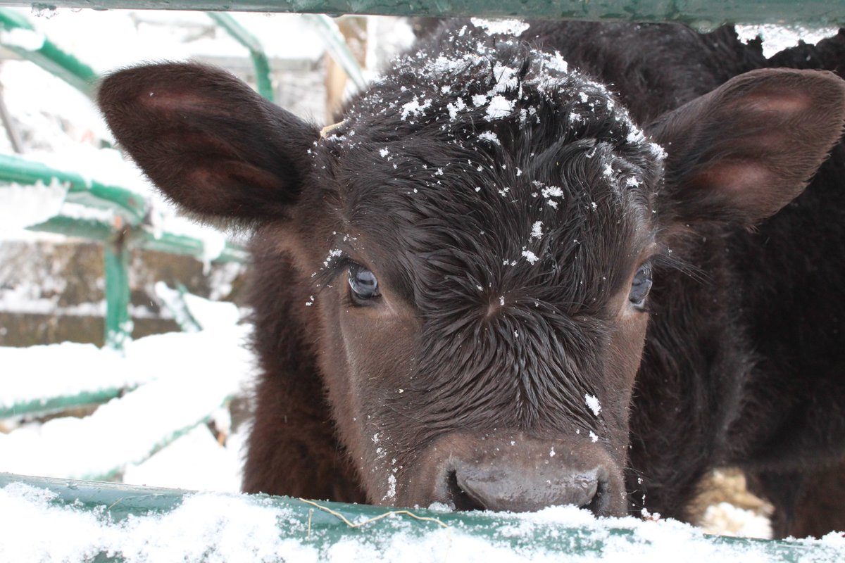 FCEast's tweet photo. A chill is in the air! Sydney Wilson captured this calf's first snow at L&amp;S Angus Farm in Nottingham, N.H., featured in our 2025 Agricultural Views calendar. #AgriculturalViews #AgViews #MadeInAgriculture https://t.co/twyKhxEn8a