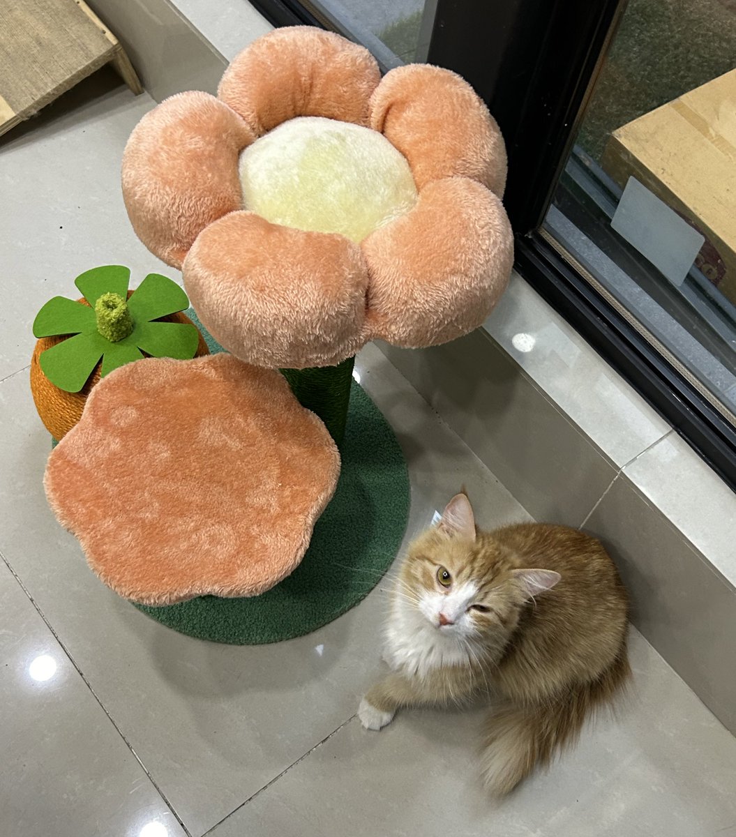 giovannademaria's tweet photo. Matilda necesita 🏡 ! Es 1 🐈 joven, no tiene + de 1 año, es tan dulce, cariñosa e inteligente q sería la compañera ideal😍 Fue nodriza y salvó 1 camada❤️Por favor ayuden difundiendo 🙏🏻 Contacto 56 998885108 @carolinapinoc @AnimalParaiso @ZitaPessagno_ @mestizos_cl @ffelinnos https://t.co/g7MIVJ4in7