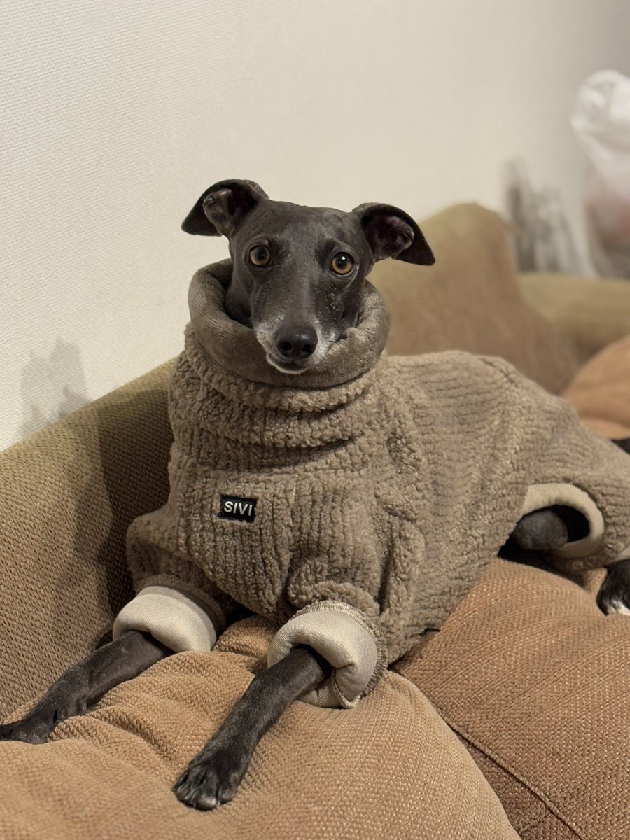 kuroinu's tweet photo. 他の服と同じサイズですが、少しサイズが大きかったですが、あったかそうです🐕

https://t.co/5wszO9JpKj

#sivi #イタグレ服 https://t.co/ipO4tYH9M4