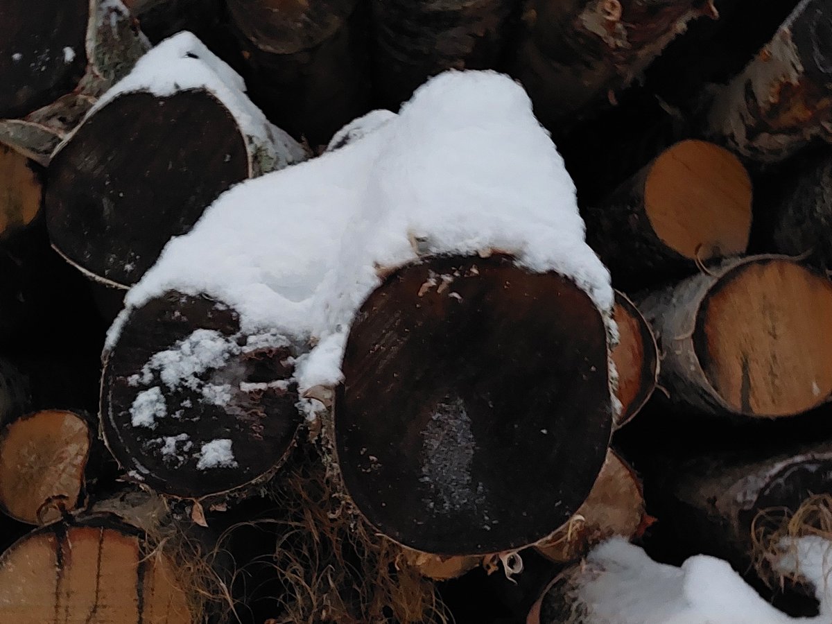 Lenkkipolun varrelta: kaunis rantakoivikko hakattu matalaksi tammi-helmikuussa 2024.  Tukki ja kuitukokoinen koivu edelleen pinossa tänään 2.1.2025. Tällä tavalla ei suomalaisen raaka-aineen arvonlisää nosteta! Ostajan pinonpäälappuja ei näkynyt..Arvokas raaka-aine menee hukkaan.