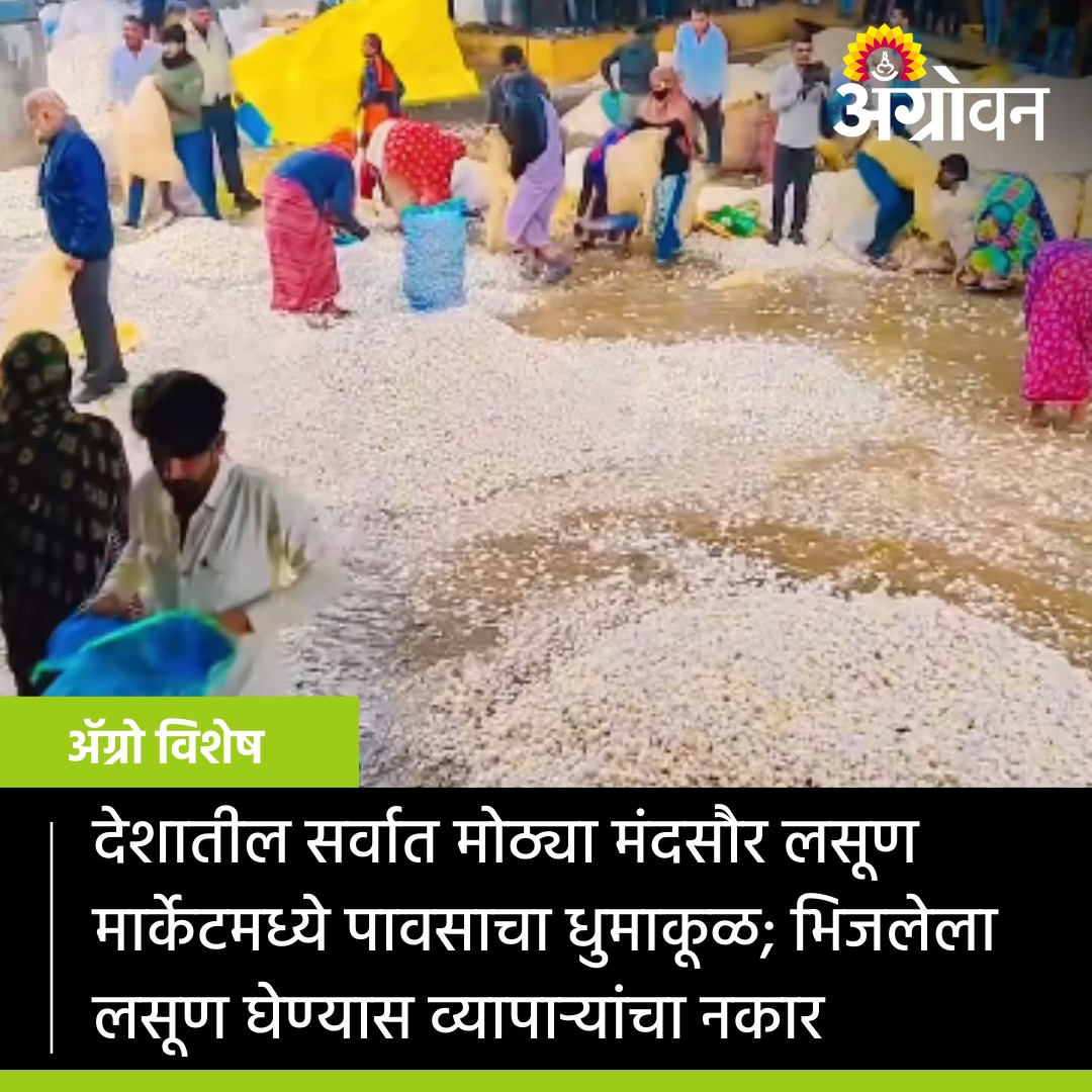 AGROWON's tweet photo. मध्य प्रदेशमधील लसूण बाजारपेठ असलेल्या मंदसौर कृषी उत्पन्न बाजार समिती परिसरात जोरदार पाऊस झाला. या मुसळधार पावसामुळे मंदसौर कृषी उत्पन्न बाजारात लसूण विक्रीसाठी आलेल्या शेतकऱ्यांचा लाखो रूपयांचा माल वाहून गेला.
https://t.co/YScVSSDTVN
#garlicmarket #mandsaur #garlic https://t.co/TIHNMgQuyh