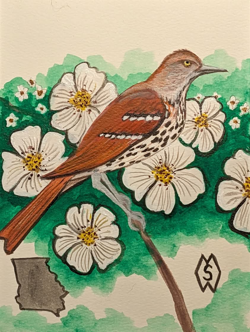 MattStarrFineA1's tweet photo. This is my acrylic painting of the Georgia state bird and flower, the brown thrasher and Cherokee rose. https://t.co/JhR8rilaSM
#mattstarrfineart #Georgia #Atlanta #bird #birds #brownthrasher #brownthrashers #flower #flowers #rose #roses #Cherokeerose #cherokeeroses https://t.co/FqN3Oh1B3y