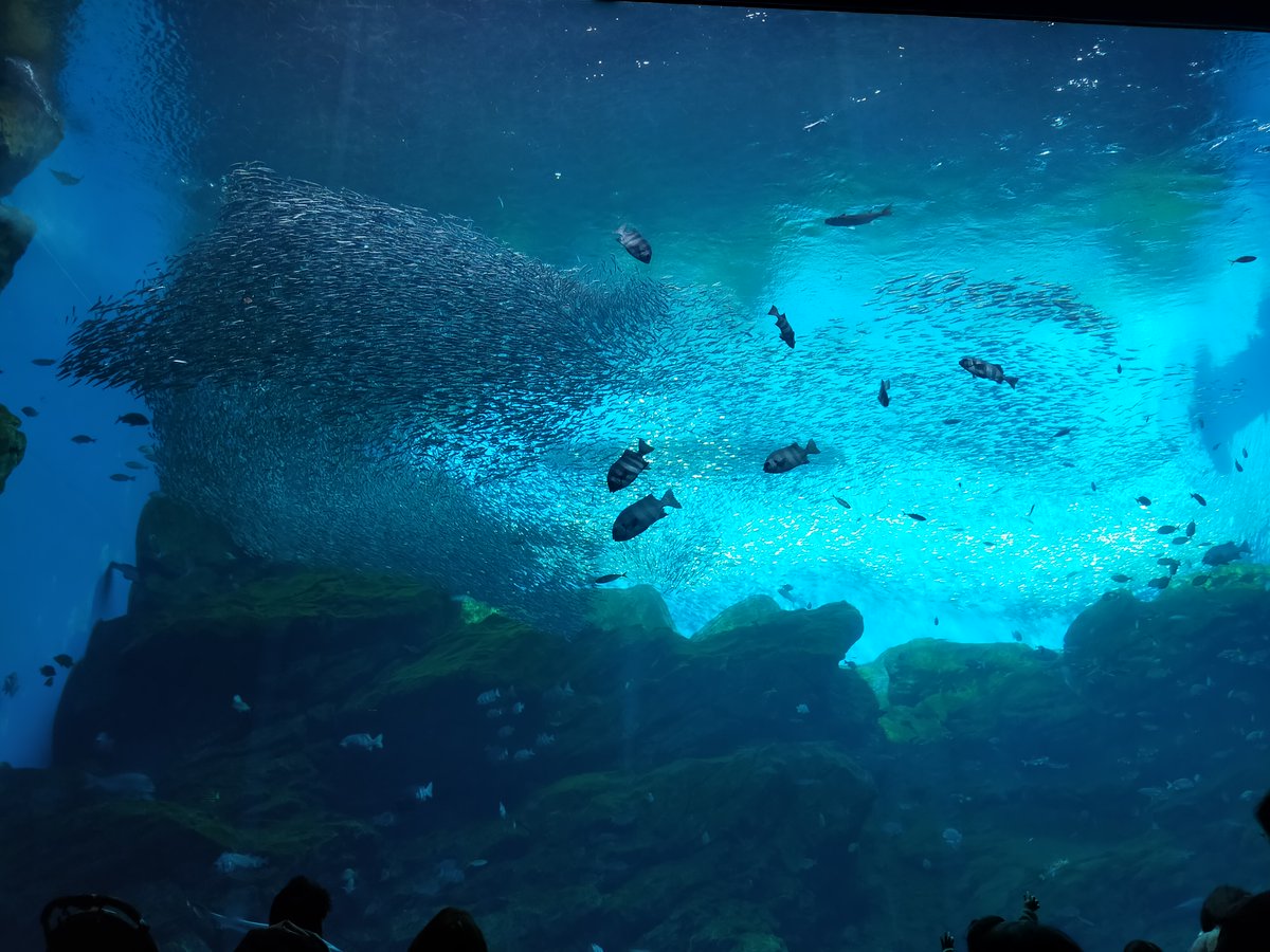 いつの間にか年が明けていて驚きです。先日久しぶりに水族館に行ったのですが、エイがモッシャモッシャいわしを食べていたのが印象的でした。本年もよろしくお願いします。 