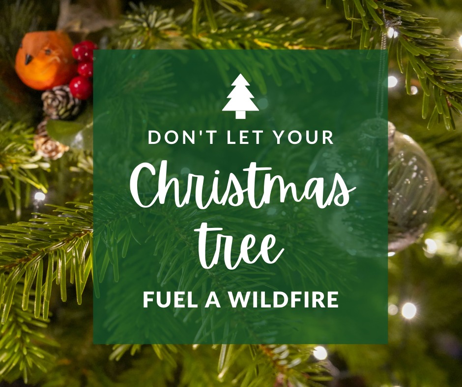 Florida Forest Service tweet media