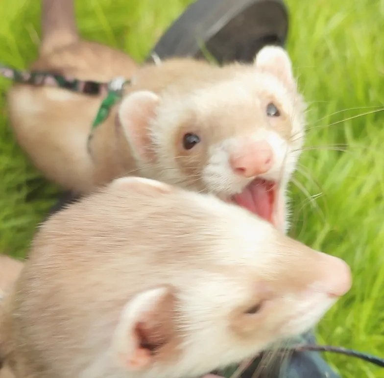 Ferret Every Hour (@ferretperhour) on Twitter photo 
