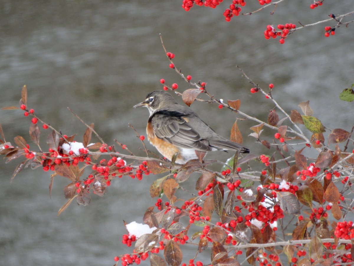 patesden's tweet photo. Hey, Robin, I know winterberries are yummy, but don't you think it's time to fly South? #Vermont #OutSideMyWindow #AmWriting #Distractions #Robin #winterberry https://t.co/cxC89Ak7zE