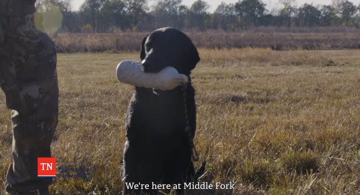 TNEnvironment (@tnenvironment) on Twitter photo There is something for everyone at Middle Fork Bottoms State Park in Madison County, including our four-legged visitors! Meet "Cowboy" who is learning how to retrieve waterfowl at the new <a href="/TennStateParks/">TN State Parks</a>’ retriever training and competition pond. youtu.be/mTA7buJhy8k There is something for everyone at Middle Fork Bottoms State Park in Madison County, including our four-legged visitors! Meet "Cowboy" who is learning how to retrieve waterfowl at the new <a href="/TennStateParks/">TN State Parks</a>’ retriever training and competition pond. youtu.be/mTA7buJhy8k