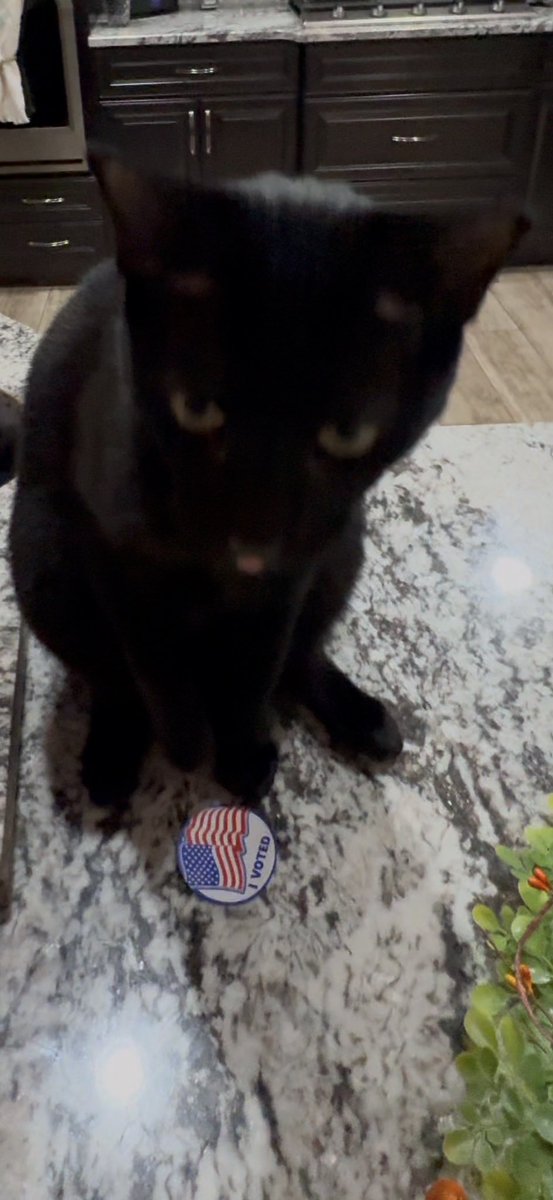 $LEX 🐈‍⬛ tweet media