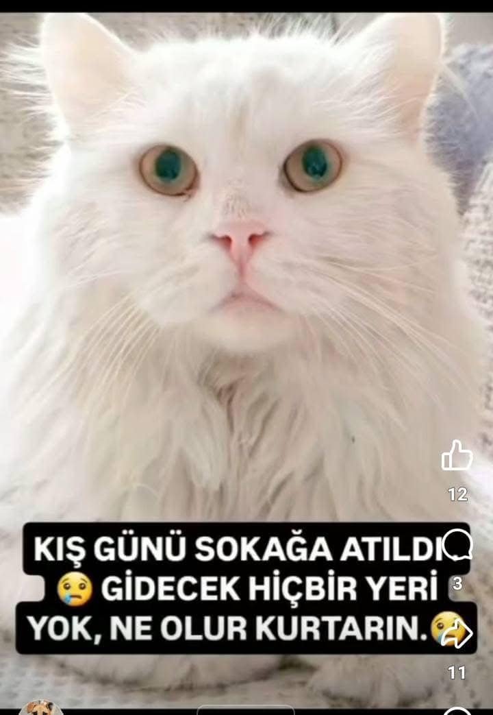 Zülal Kutluer tweet media