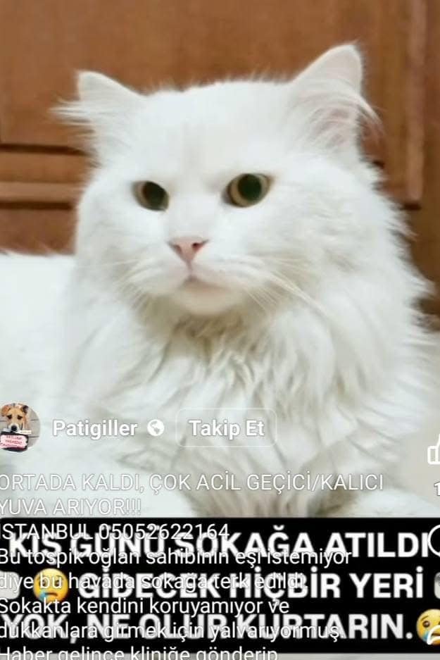 "SAHİBİNİN EŞİ İSTEMEDİĞİ İÇİN KIŞ GÜNÜ SOKAĞA TERKEDİLDİ
DÜKKANLARA GİRMEK İÇİN YALVARDI, AĞLADI
AÇLIKTAN VE PİRELERDEN KANSIZ VE GÜÇSÜZ DÜŞTÜ
TEDAVİ EDİLDİ, İYİLEŞTİ
AMA GİDECEK BİR EVİ YOK
PAMUK OĞLANIN LÜTFEN SEVGİ DOLU BİR
YUVA 
05052622164
İSTANBUL facebook.com/photo?fbid=102…