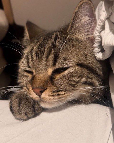 Why you should have a cat tweet media