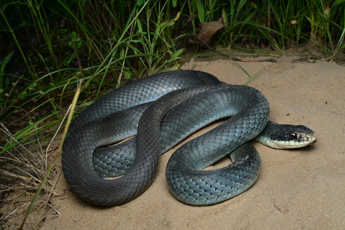 Happy Hanukkah! It’s the last day of the eight days of Hanukkah, and we are celebrating with a blue racer, a subspecies of eastern racer. Blue, along with white and sometimes silver, is commonly associated with Hanukkah in modern US culture.

📸: © geomamba, CC-BY-NC