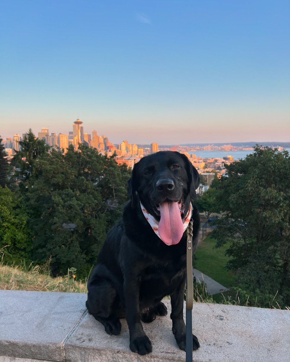 Seattle (@visitseattle) on Twitter photo From scenic parks to pet-friendly hotels and dining options, there's a reason Seattle has consistently been named one of the country's most dog-friendly cities. Click here for dog-friendly ideas in Seattle: bit.ly/3VZU10Y
β’
π·: rainierthelab on IG From scenic parks to pet-friendly hotels and dining options, there's a reason Seattle has consistently been named one of the country's most dog-friendly cities. Click here for dog-friendly ideas in Seattle: bit.ly/3VZU10Y
β’
π·: rainierthelab on IG