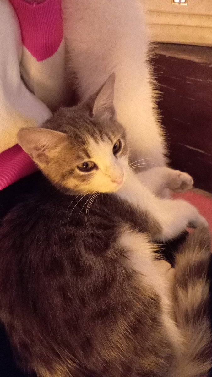 ArnavutcaT's tweet photo. #cat https://t.co/C2x1rhFJqz