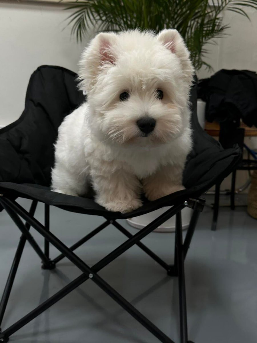 Violet8535's tweet photo. Who needs a present when you have a dog? https://t.co/tJTYIeslIy
