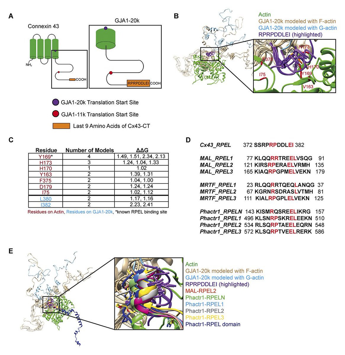 Journal of Cell Biology (@jcellbiol) on Twitter photo Baum & Nguyen et al <a href="/NEH_CVRTI/">UofU Nora Eccles Harrison CVRTI</a> probe the mystery of delivery specificity for membrane proteins. They find Cx43 mRNA encodes a truncated isoform that caps #actin & patterns the delivery apparatus for targeted delivery of full-length channels hubs.la/Q030-wcz0
<a href="/RobinShawCVRTI/">Robin Shaw, MD, PhD</a> Baum & Nguyen et al <a href="/NEH_CVRTI/">UofU Nora Eccles Harrison CVRTI</a> probe the mystery of delivery specificity for membrane proteins. They find Cx43 mRNA encodes a truncated isoform that caps #actin & patterns the delivery apparatus for targeted delivery of full-length channels hubs.la/Q030-wcz0
<a href="/RobinShawCVRTI/">Robin Shaw, MD, PhD</a>