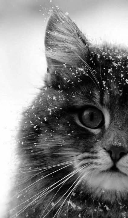 Alex (@polaleks) on Twitter photo 