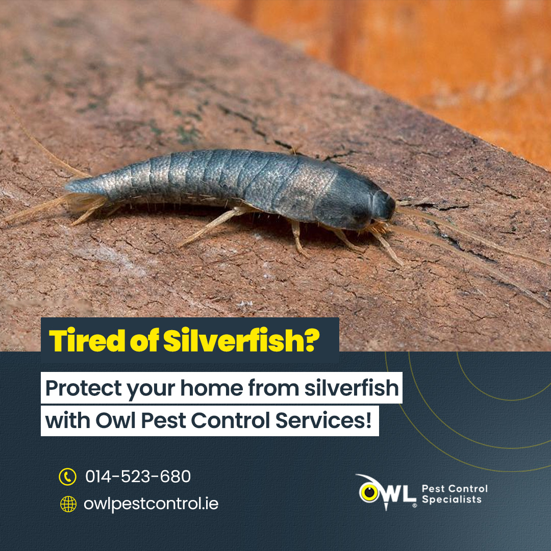 owlpestcontrol's tweet image. Keep these unwelcome visitors from settling in! 🪲

Despite their small size, silverfish can cause serious issues by destroying valuable items like books and wallpaper.

📞 Call us at 014-523-680.
🌐 Visit owlpestcontrol.ie

#PestControl #SilverfishControl