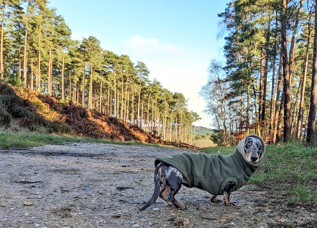 The Squirmy Worm tweet media