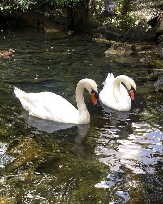 artindetails's tweet image. nature heals everything.