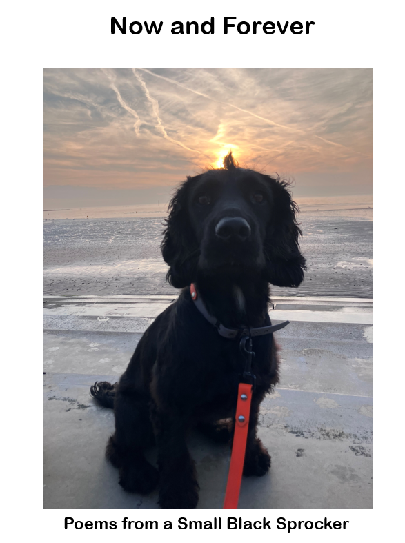 PiperSprocks's tweet image. Hi PaLS me and Piper has worked on a speshul #throwbackthursday fing
Is an ANTHOLOGEE of all Piper's Pomes with pikchurs.
iz free & thare is a link for yoo so you can see all Pomes in one place. we haz wurked on her spelling a bit too...
#dogsoftwitter
drive.google.com/file/d/157D78r…