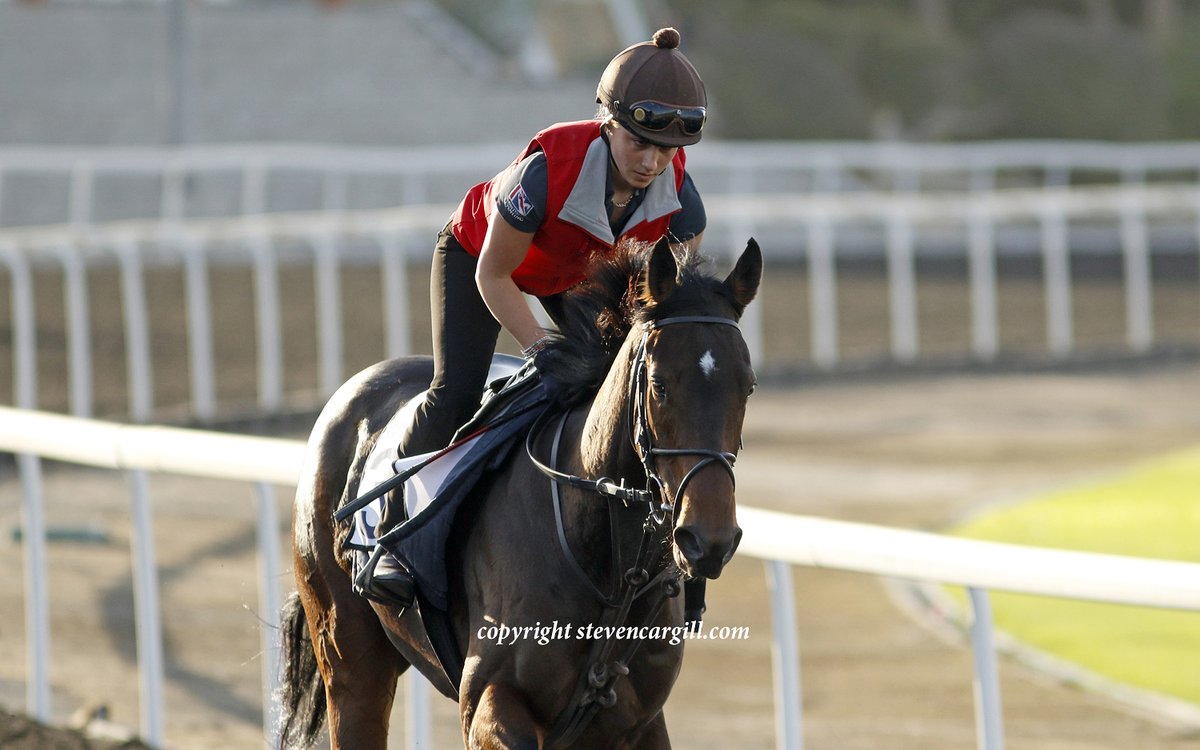 Steven_Cargill's tweet photo. 3yo g JUNGLE DRUMS (Bungle Inthejungle) and 8yo h SEAN (Excelebration) on the training track @RacingDubai this morning for @osbornejamie https://t.co/J0CA8SGURl