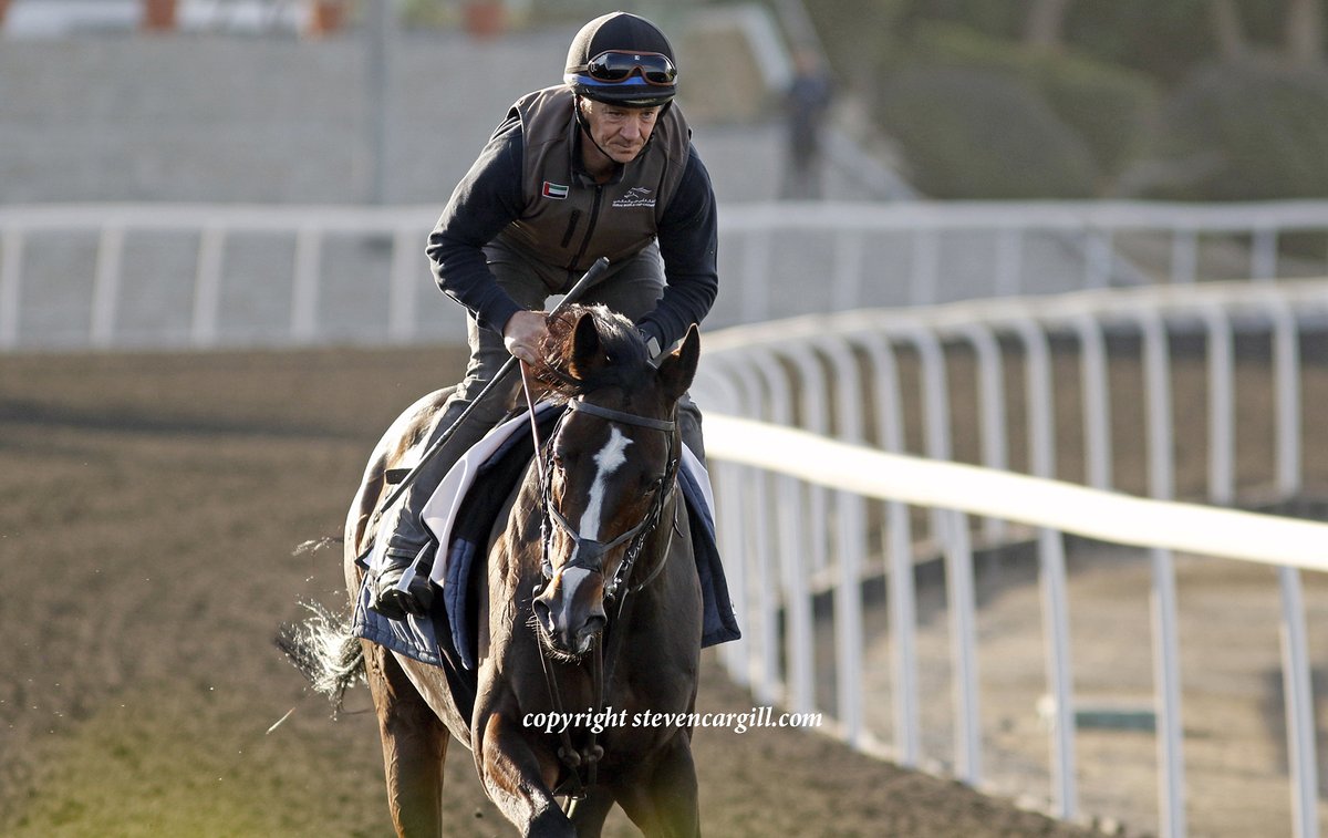 Steven_Cargill's tweet photo. 3yo g JUNGLE DRUMS (Bungle Inthejungle) and 8yo h SEAN (Excelebration) on the training track @RacingDubai this morning for @osbornejamie https://t.co/J0CA8SGURl