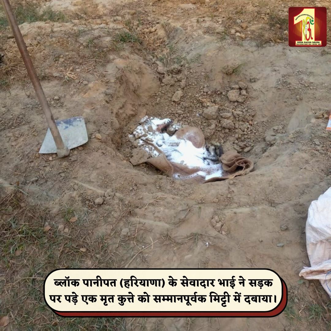 DSSNewsUpdates's tweet photo. True kindness is when you give without expecting anything in return.
Volunteers from Panipat showed this spirit by picking and burying a deceased dog with dignity, ensuring road safety for all. Their compassion makes the world better. 

 #DeraSachaSauda #AnimalWelfare #RespectForLife #RoadSafety