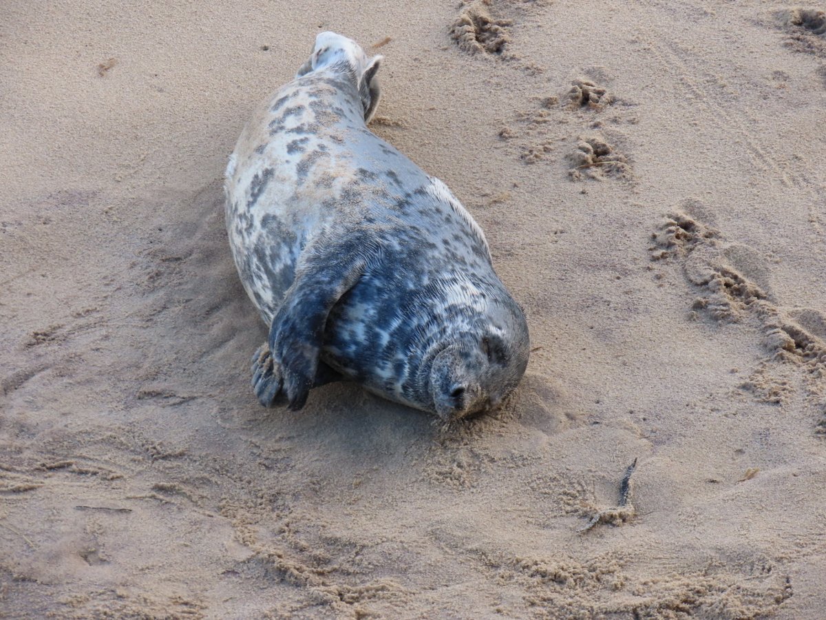 Fyfe55's tweet photo. Lovely to see the seals at Horsey today @HorseySealsUK https://t.co/9OKWcVT8X1