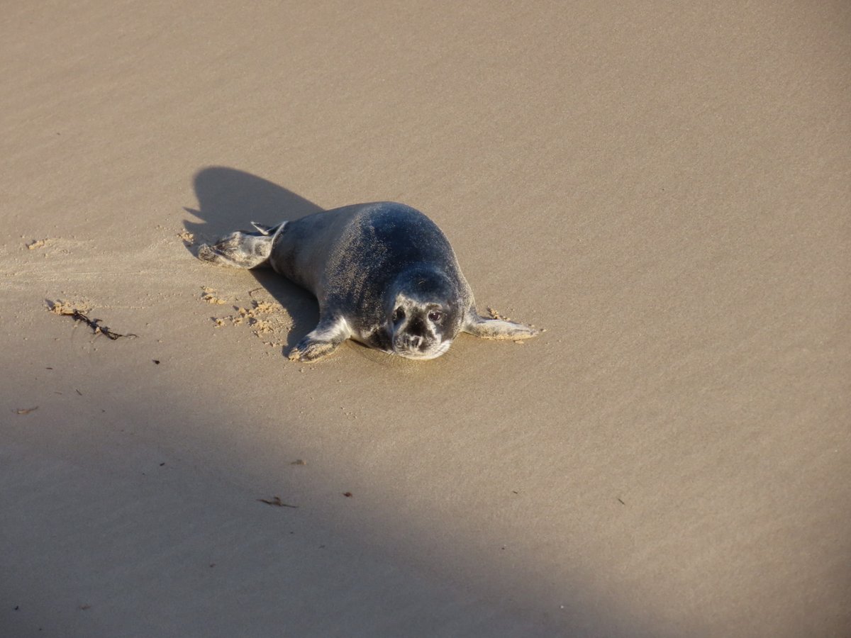 Fyfe55's tweet photo. Lovely to see the seals at Horsey today @HorseySealsUK https://t.co/9OKWcVT8X1