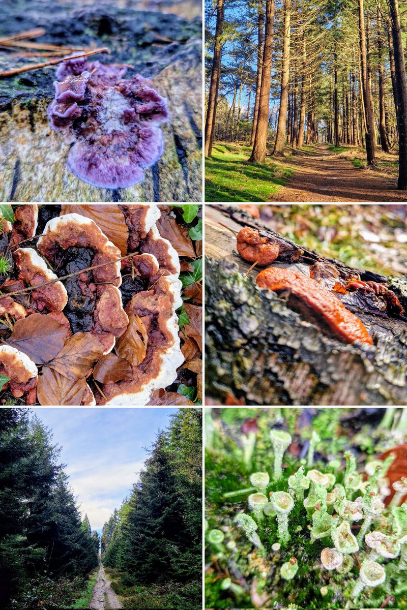 Struinend door de Kaapse Bossen van @Natuurmonument: paarse korstzwam, dennenmoorder, vermiljoenhoutzwam, kaukasische spar, kopjesbekermos. Wat is de Heuvelrug mooi! <a href="/gem_heuvelrug/">Utrechtse Heuvelrug</a>