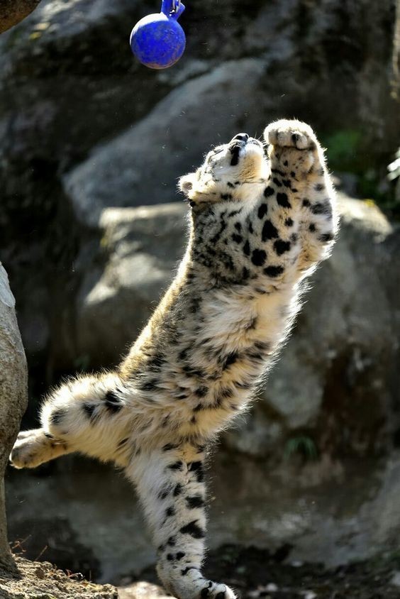 "i wish i had somebody to play volleyball with"
the athletically skilled snow leopard: