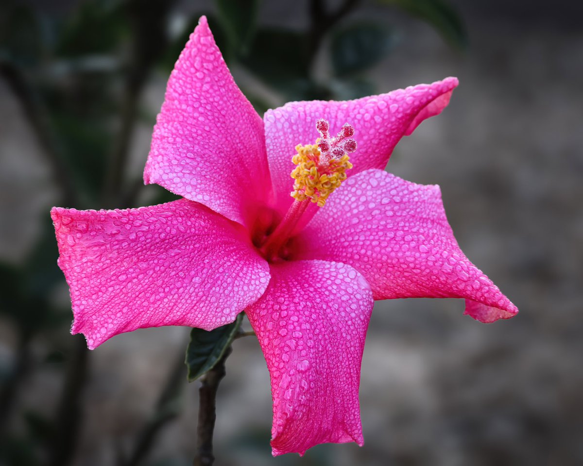 Mornings in San Diego. ☕️🌺🌞
(📸 by me)