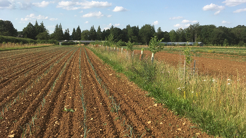 Agricology (@agricology) on Twitter photo Silvohorticulture – Integrating Trees into Vegetable Growing Systems. One of our top picks for #ORFC25 <a href="/ORFC/">ORFC</a> Friday 10 Jan 11–12.30 GMT (In person). Chaired by <a href="/blewinbell/">Harriet Bell</a> with Andy Dibben and <a href="/Ben_Raskin/">Ben Raskin</a> speaking. #agroforestry
ow.ly/ifFG50Utv7U Silvohorticulture – Integrating Trees into Vegetable Growing Systems. One of our top picks for #ORFC25 <a href="/ORFC/">ORFC</a> Friday 10 Jan 11–12.30 GMT (In person). Chaired by <a href="/blewinbell/">Harriet Bell</a> with Andy Dibben and <a href="/Ben_Raskin/">Ben Raskin</a> speaking. #agroforestry
ow.ly/ifFG50Utv7U