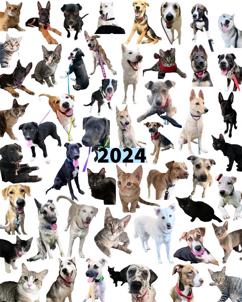 Casperandfurryfriends tweet media