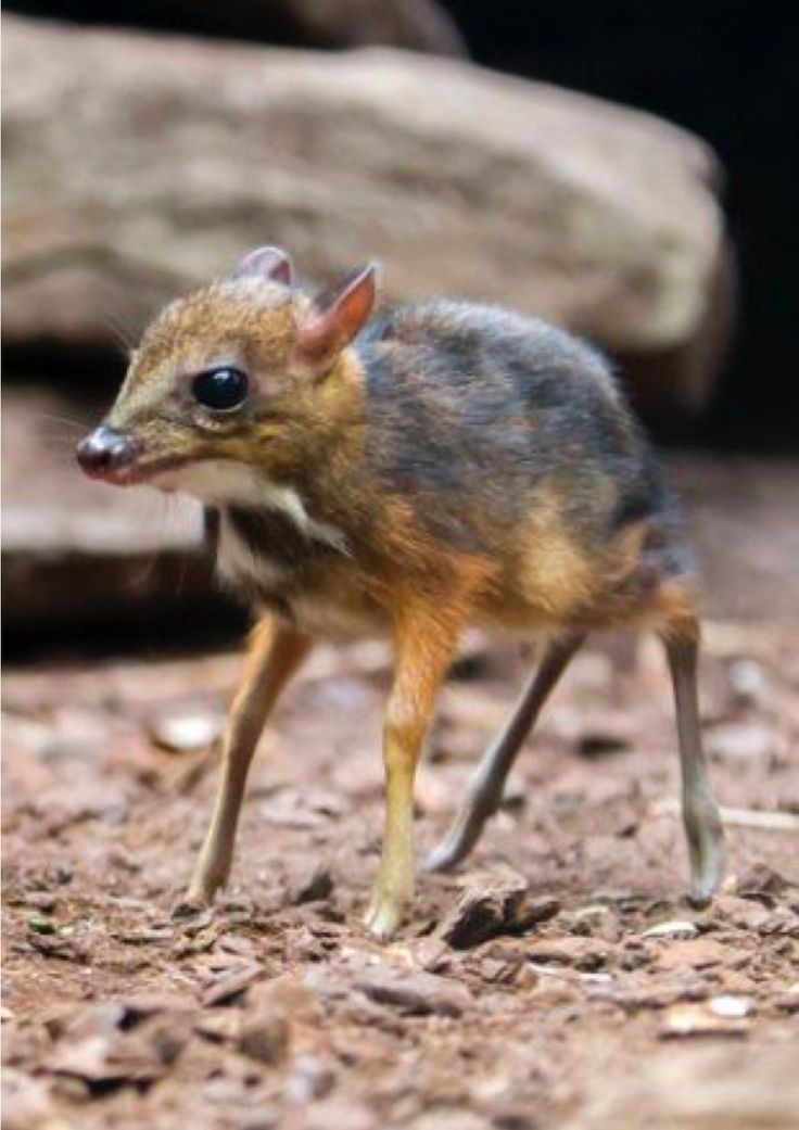 "Introducing the adorable Mouse Deer, one of the world's smallest hoofed mammals! #mousedeer #wildlife #nature #cute"