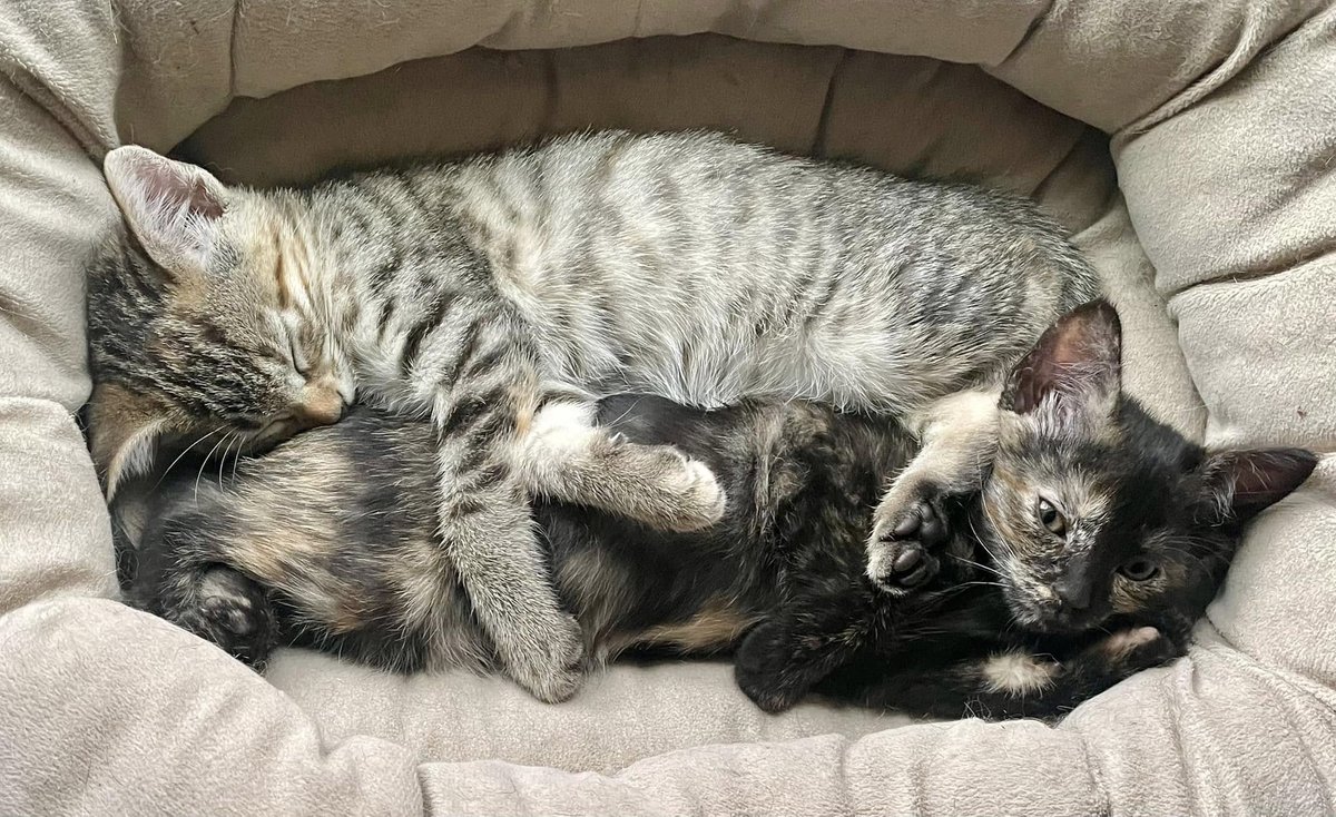 Long Way Home Adoptables tweet media