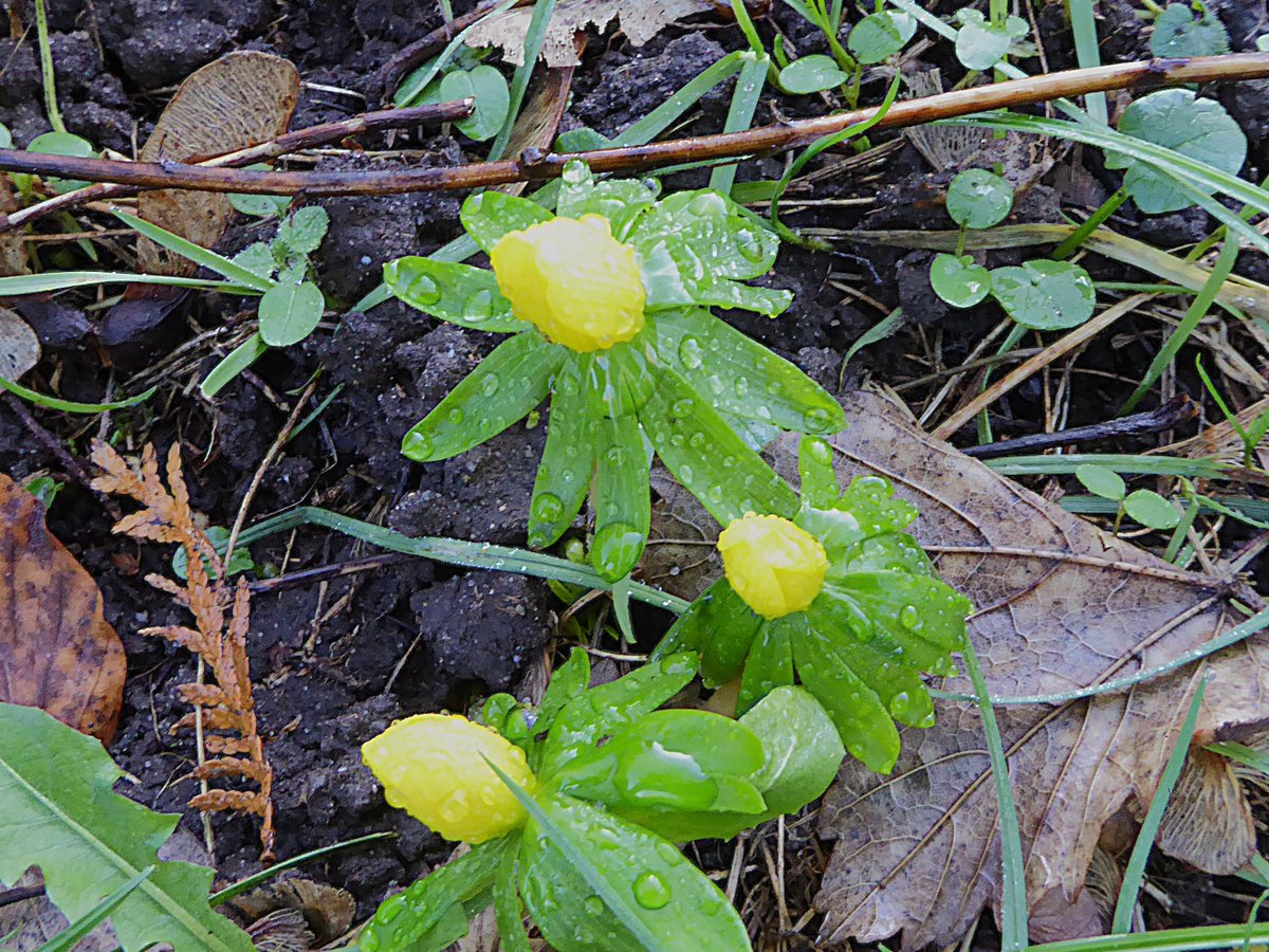 DrNiemitz's tweet photo. #Schneeglöckchen und #Winterlinge heute - am 2. Januar! Ziemlich ungewöhnlich...
#Snowdrop, and #winter_aconite today - on Jan 2nd. ! Quite unusual...
#NaturePhotography #NatureBeauty https://t.co/WOUXGkhT2s