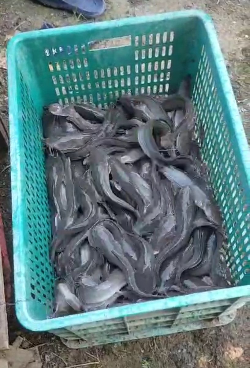 arek_berau's tweet photo. Rabu, 11/12/2024, melaporkan hasil panen ikan lele budidaya kolam terpal di Pokdakan Mericha Kp. Merancang Ilir Kec. Gn. Tabur, sebanyak 125 kg, size 6-8/kg, harga 27rb/kg 
#GiatLuhkanSatminkalTegal 
#Panen
#Luhlapor
#Luhkanberau https://t.co/EZqRfPyaP5
