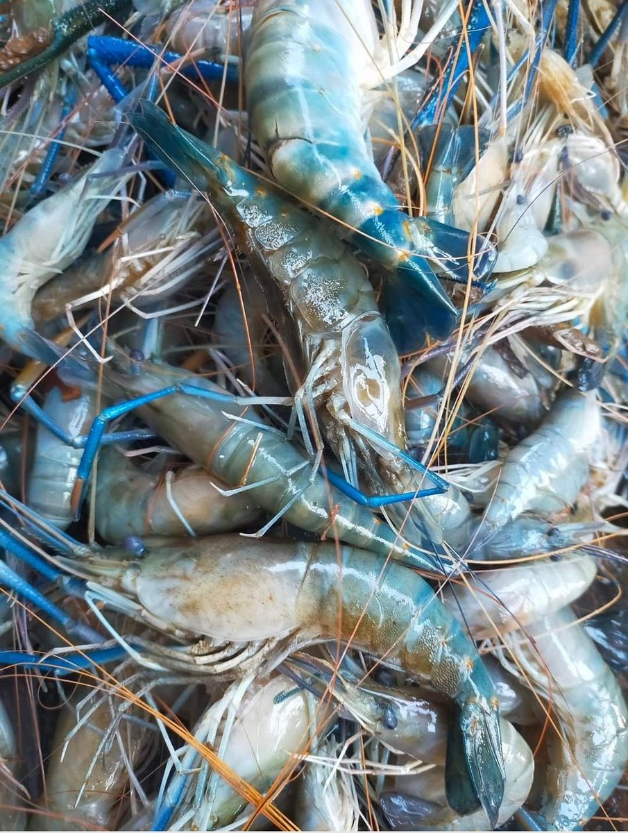 arek_berau's tweet photo. Rabu, 11/12/2024, Melaporkan hasil tangkapan nelayan an. Bpk Salleh Kp. Merancang Ulu Kec. Gn. Tabur ; Udang teluran sebanyak 4 kg, harga 95rb/kg, Udang gala sebanyak 6,5 kg, harga 100rb, Alat tangkap : bubu udang
#GiatLuhkanSatminkalTegal 
#Produksi
#tangkap
#Luhlapor https://t.co/ESShkN5WOW
